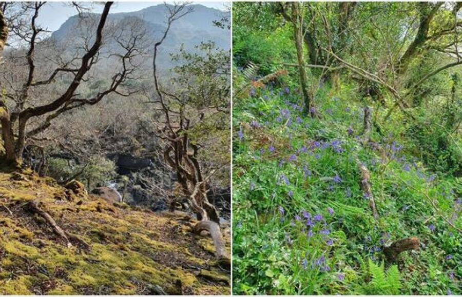 Killarney National Park